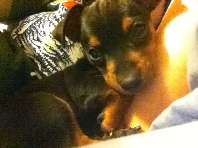 Marley the first year I bought her