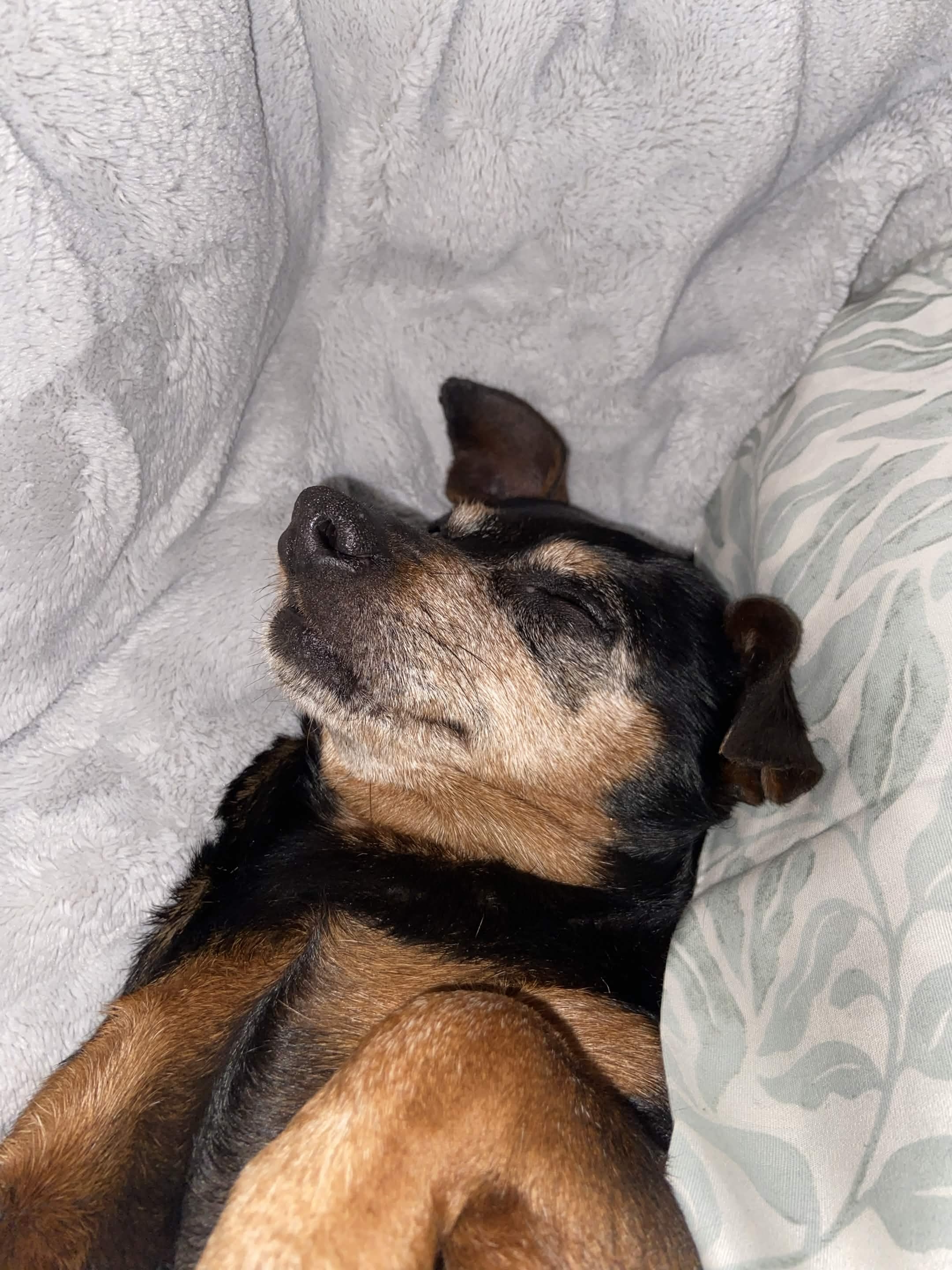 Marley sleeping under a soft blanket