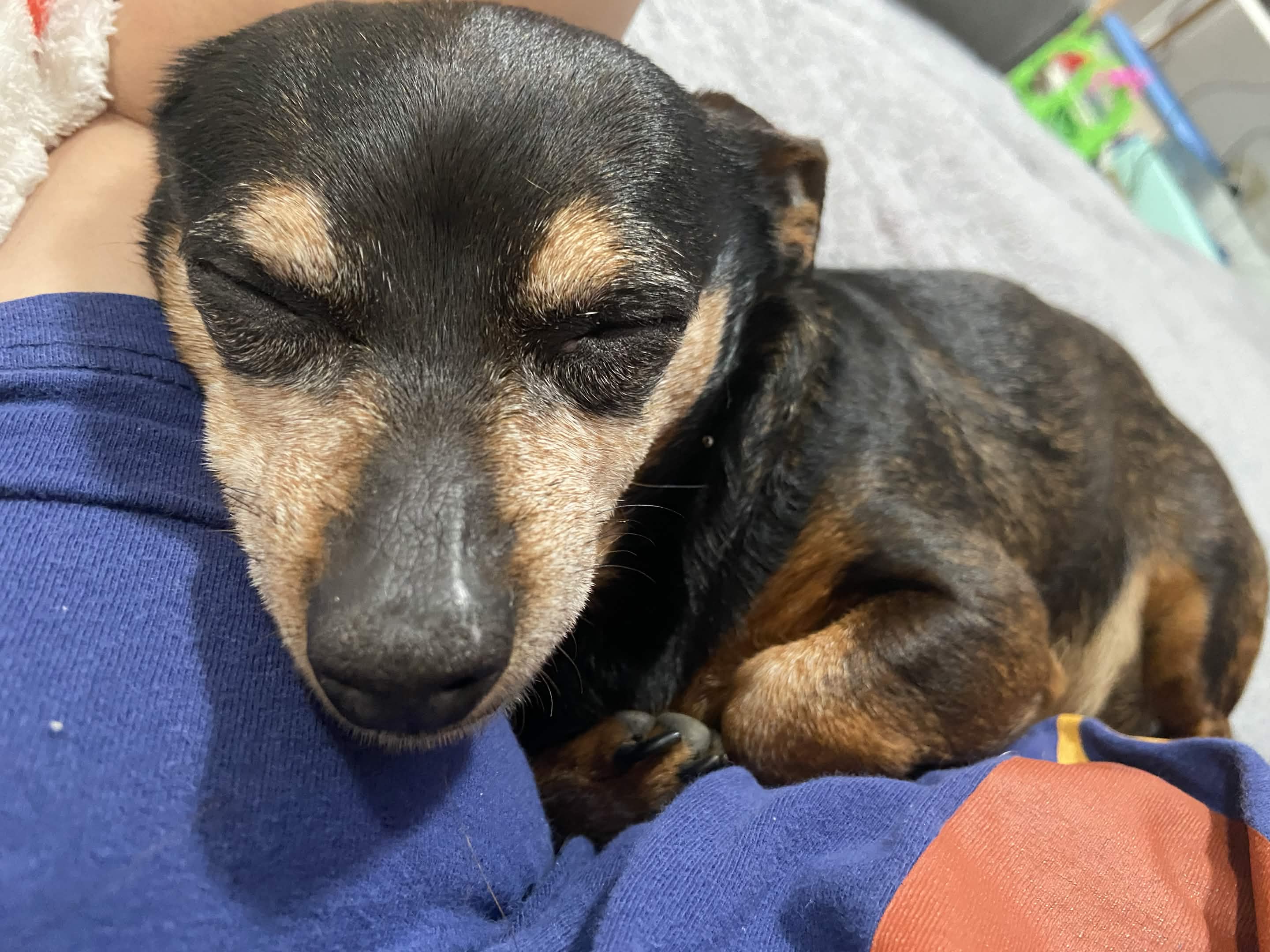 Marley snuggling against someone