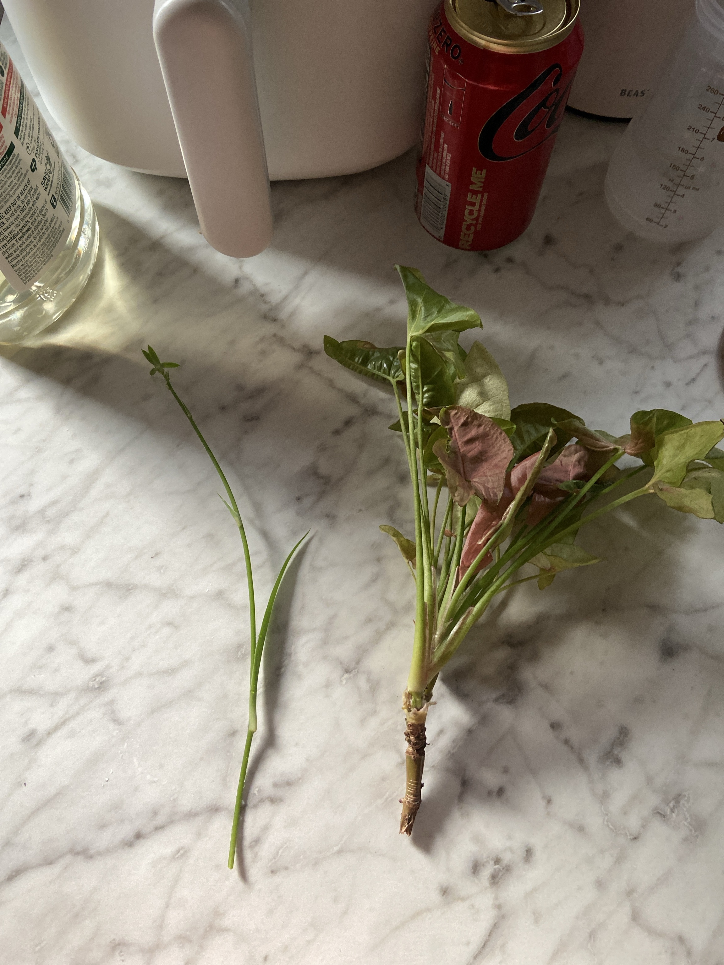 picture of my pink sygonium and spiderette clippings