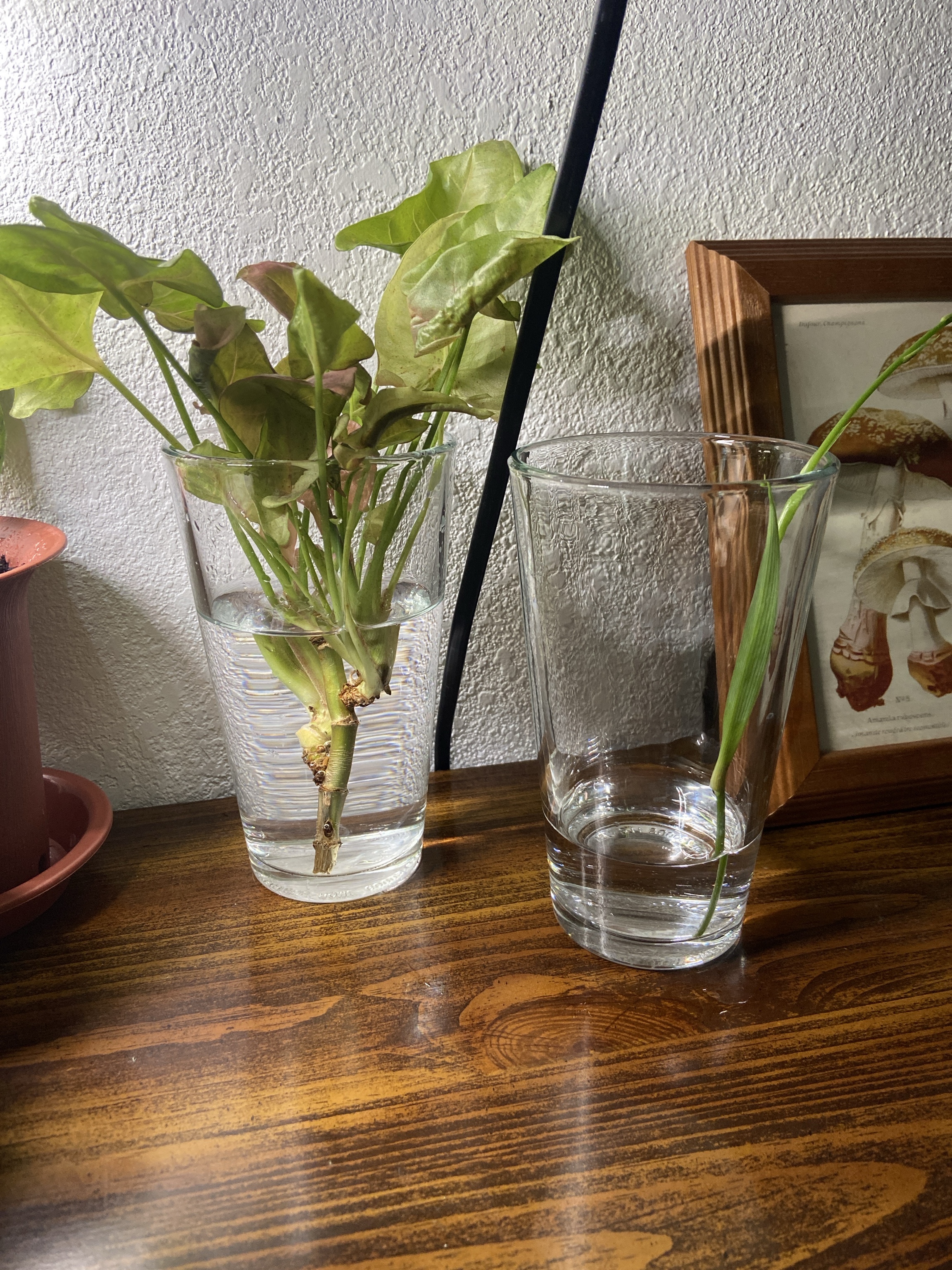 picture of my propagation station