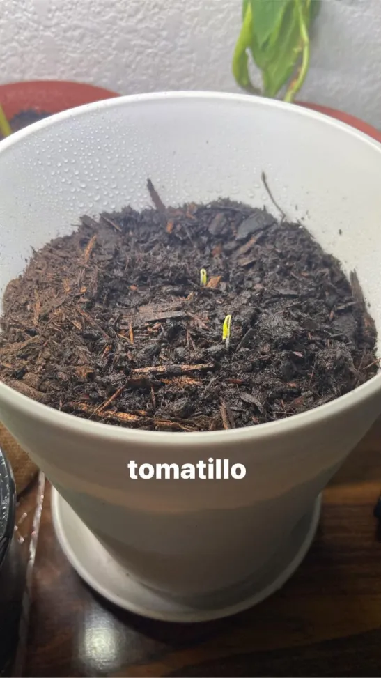 picture of my tomatillo sprouts