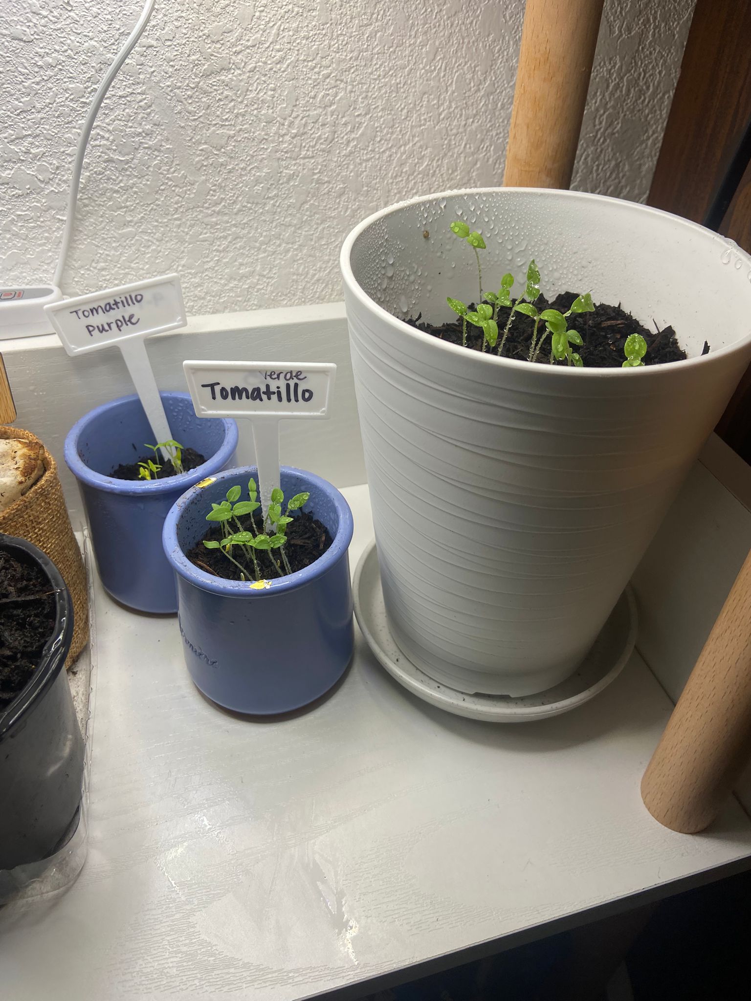 tomatillo seedlings sprouting